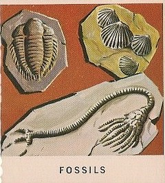 1 Fossils