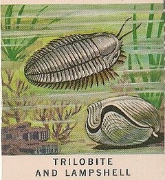 2 Trilobite And Lampshell