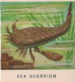 4 Sea Scorpion