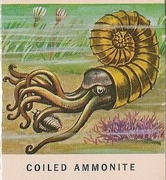 5 Coiled Ammonite