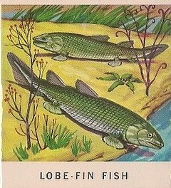 6 Lobe-Fin Fish