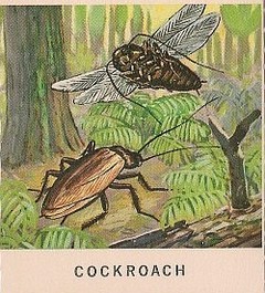10 Cockroach