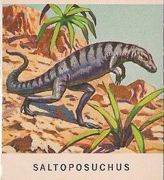 13 Saltoposuchus
