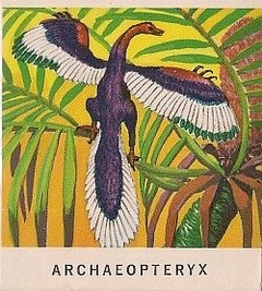 14 Archaeopteryx