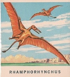 15 Rhamphorhynchus