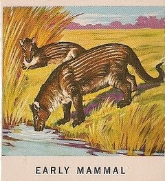 28 Early Mammal