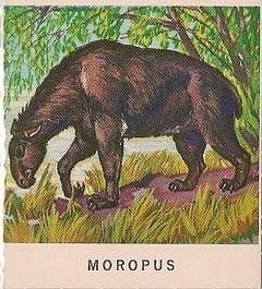 31 Moropus