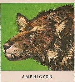 34 Amphicyon