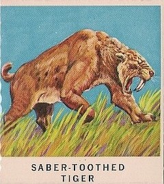 37 Saber-Toothed Tiger