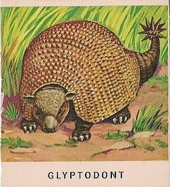 38 Glyptodont