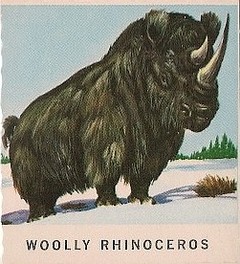 39 Woolly Rhinoceros