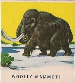40 Woolly Mammoth