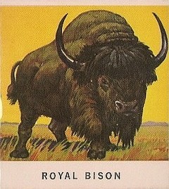 41 Royal Bison