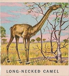 42 Long-Necked Camel