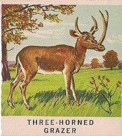 43 Three-Horned Grazer