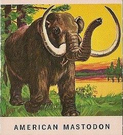 44 American Mastodon
