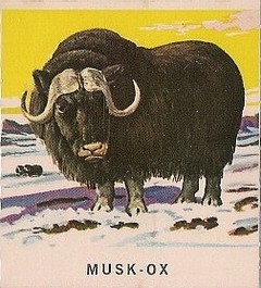 45 Musk-Ox